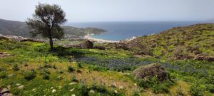 hiking and clearing the path from diaseli cheesery to ios theatre